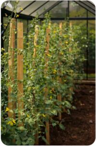 pomidor_section_2_cropped